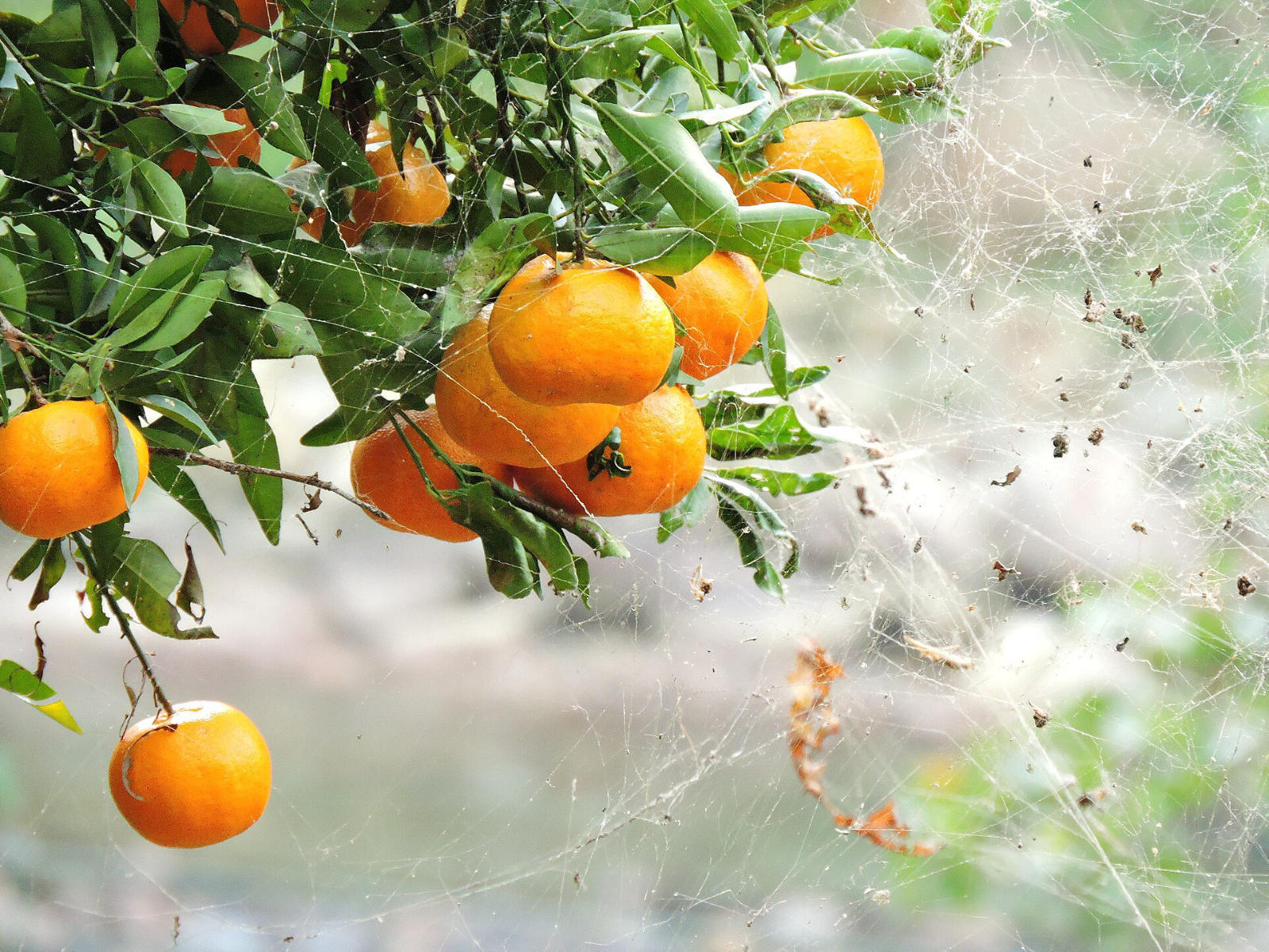 Oranges on the tree